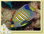228-Regal Angelfish (Pygoplites diacanthus)
